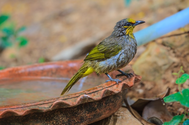 Bulbul Bird dalla gola a strisce, che gioca d&#39;acqua in estate nelle giornate calde