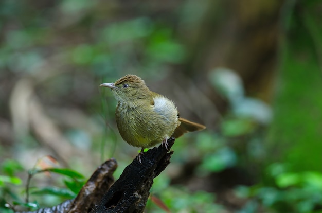 Bulbul dagli occhi grigi (propinqua di Iole) sull&#39;albero