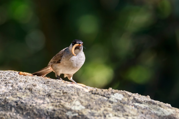 Bulbul dalla testa fuligginosa con la preda nella foresta, Tailandia