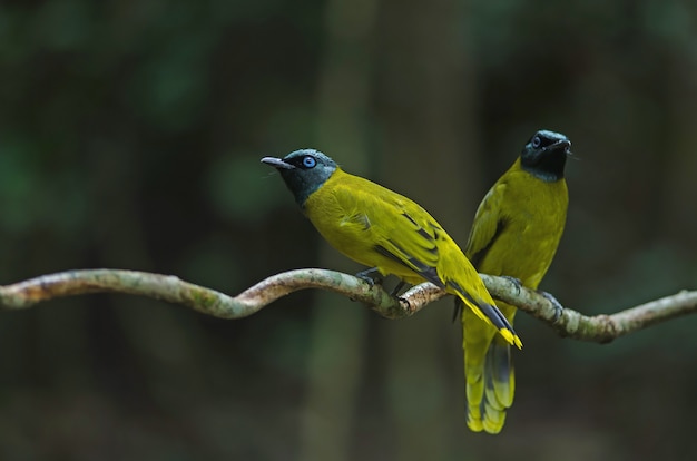 Bulbul dalla testa nera, Pycnonotus atriceps