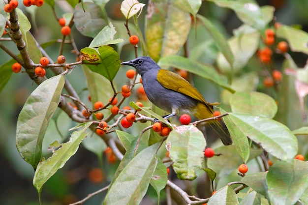 Bulbul Grigio-belli Begli uccelli della Tailandia