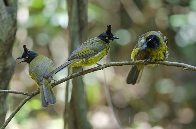 Bulbul Nero-crestato appollaiato sul ramo