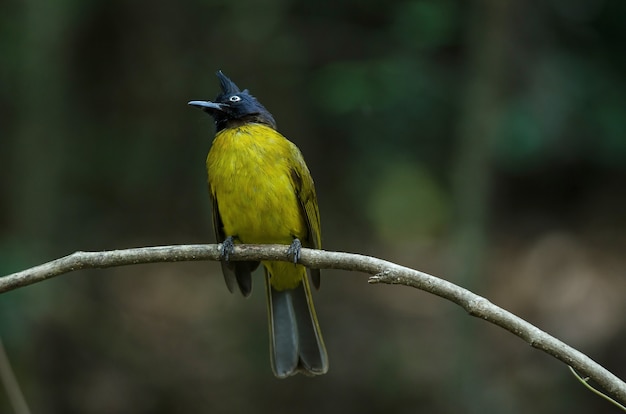 Bulbul Nero-crestato appollaiato sul ramo