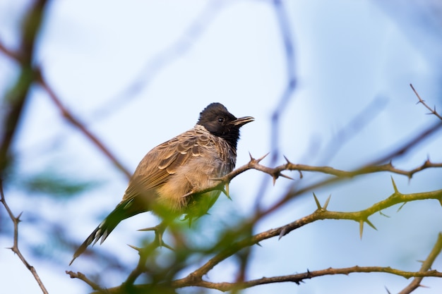 Bulbul rosso che riposa sulla cima dell'albero dopo un lungo volo durante l'estate in India