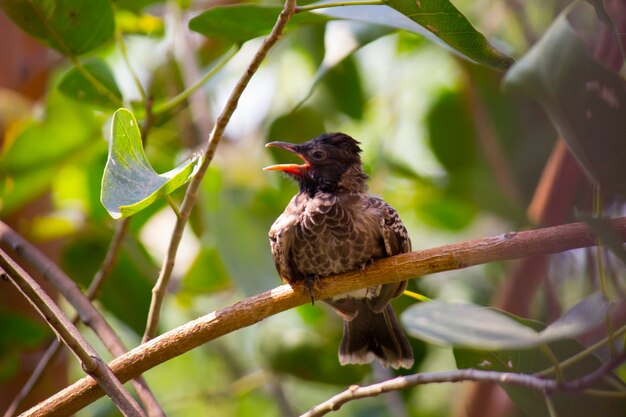 Bulbul rosso che riposa sulla cima dell'albero dopo un lungo volo durante l'estate in India