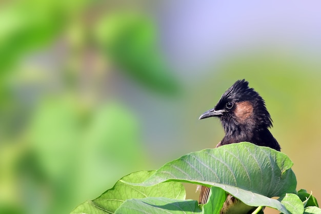 Bulbul rosso sfiatato nell'albero.