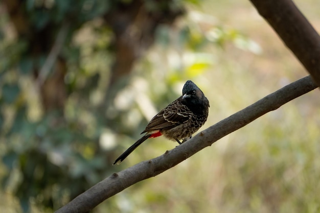 Bulbul seduto sul ramo