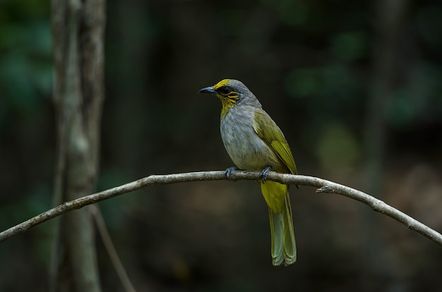 Bulbul stripe-throated su un ramo