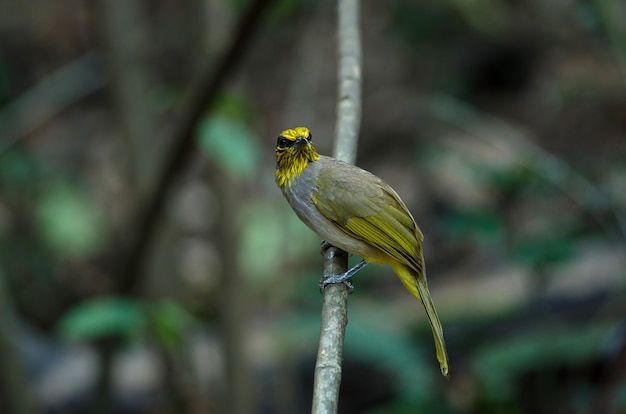 Bulbul stripe-throated su un ramo