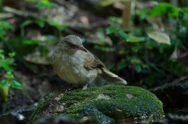 Bulbul stripe-throated su un ramo