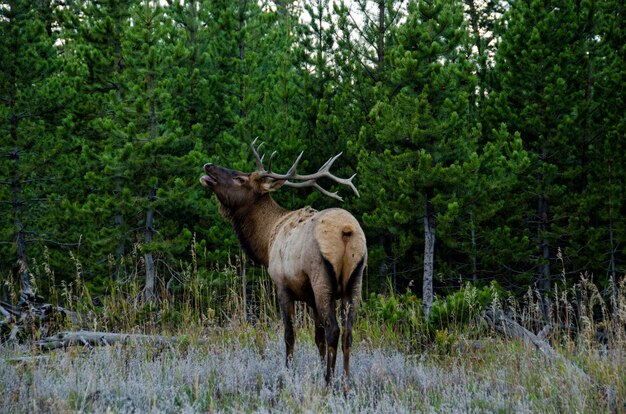 Bull Elk (Wapiti) nel Parco Nazionale di Yellowstone, Wyoming, Stati Uniti