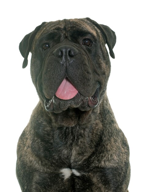 bull mastiff in studio