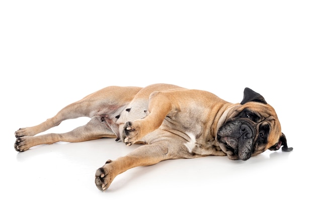 Bull mastiff isolato su bianco