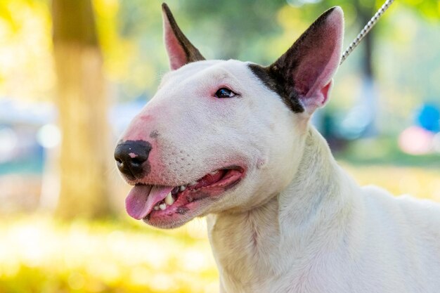 Bull terrier cane ritratto da vicino nel profilo all'aperto