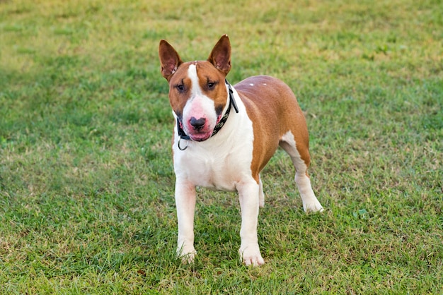 Bull terrier su erba verde