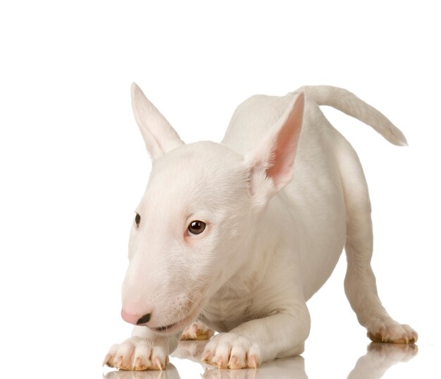 Bull terrier