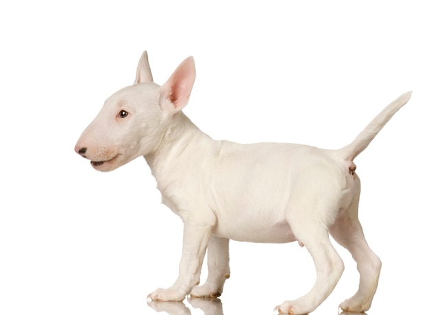 Bull terrier