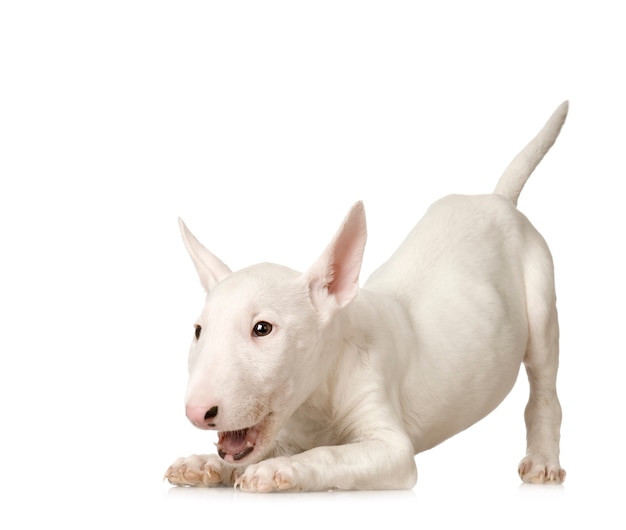 Bull terrier