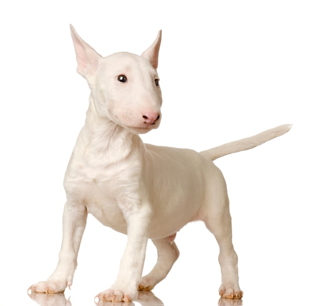 Bull terrier