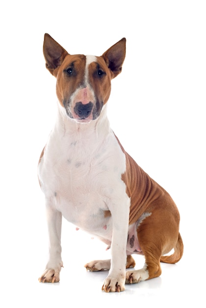 Bull terrier