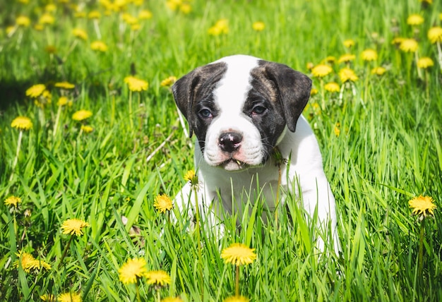 Bulldog americano cucciolo per una passeggiata nel parco.