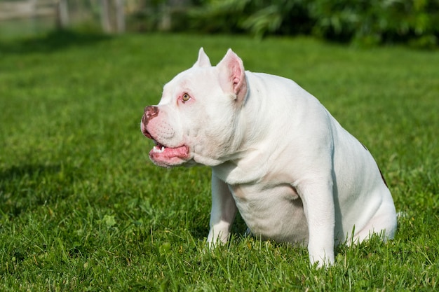 Bulldog americano in natura