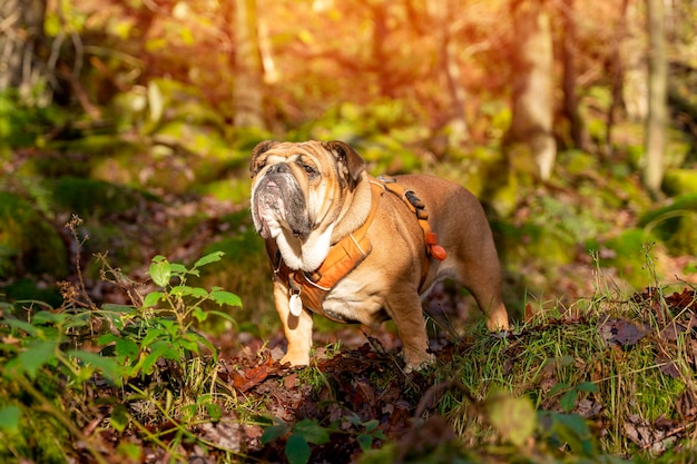 Bulldog classico inglese rosso fuori per una passeggiata nella foresta