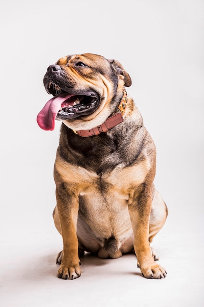 Bulldog con la sua lingua lunga fuori seduto su sfondo bianco