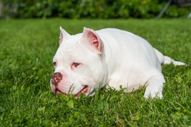 Bulldog cucciolo di cane si trova sull'erba verde