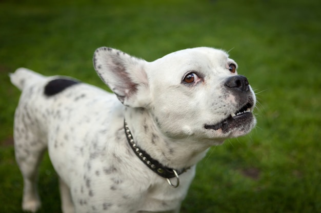 Bulldog divertente bianco e nero sull&#39;erba