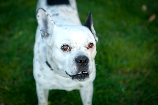 Bulldog divertente bianco e nero sull&#39;erba