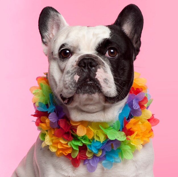 Bulldog francese, 3 anni, con lei hawaiana