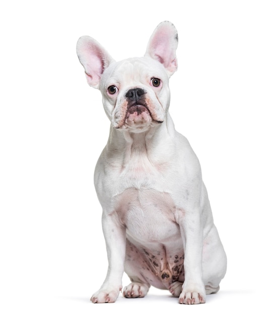 Bulldog francese, 8 mesi, seduto di fronte a uno sfondo bianco