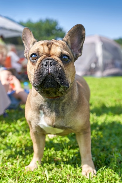 Bulldog francese a pelo corto razza di cani di tipo mastino Close-up