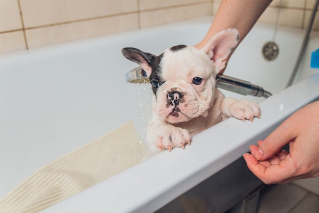 Bulldog francese al salone di toelettatura con bagno.