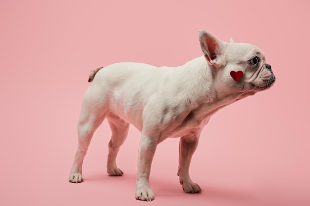 Bulldog francese bianco con cuore rosso sul muso su sfondo rosa