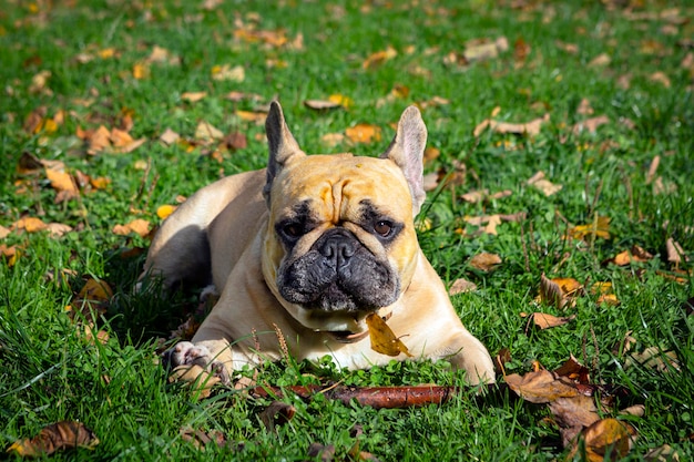 Bulldog francese che gioca su un campo verde..