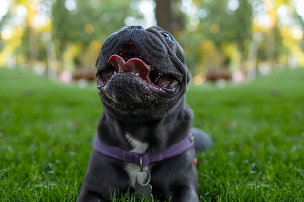 Bulldog francese che ha aperto la bocca e tirato fuori la lingua e ansimando dopo una passeggiata nel parco