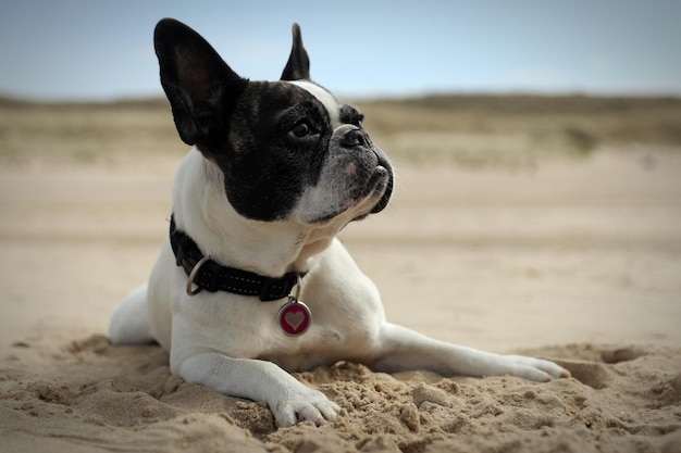 Bulldog francese che si rilassa sulla spiaggia sabbiosa