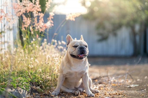 Bulldog francese che si siede al campo di erba