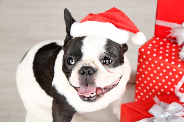 Bulldog francese con cappello da Babbo Natale e regali sul divano in camera