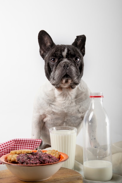 Bulldog francese con colazione Biscotti al cioccolato e mandorle con un bicchiere di latte fresco su legno rustico