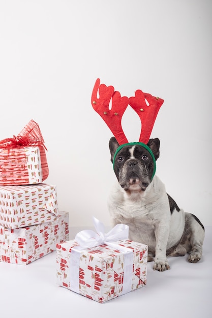 Bulldog francese con corna di renna seduto con scatole regalo di Natale