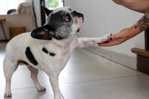 Bulldog francese con la zampa in attesa di un regalo da mangiare