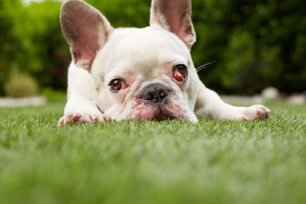 Bulldog francese con membrana nittitante