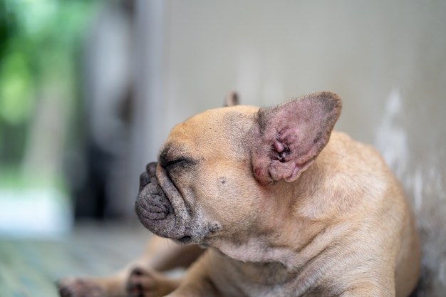 Bulldog francese con pelle allergica a malattie della pelle o eruzioni cutanee sdraiato sul pavimento
