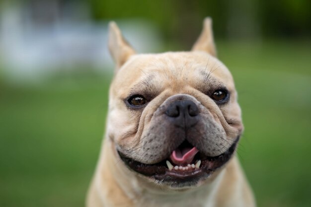 Bulldog francese dall'aspetto carino