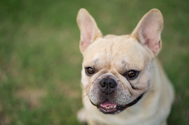 Bulldog francese dall'aspetto carino