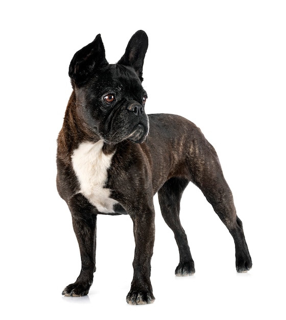 Bulldog francese davanti a sfondo bianco