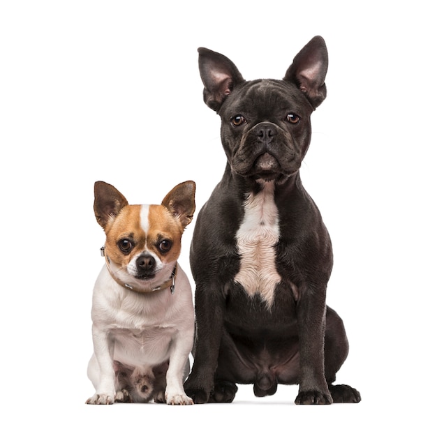 Bulldog francese e Chihuahua
